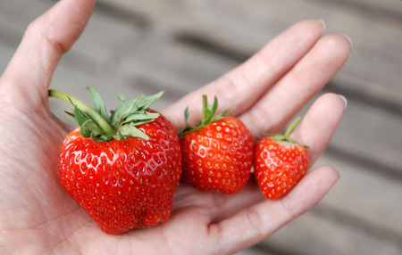 Strawberry red berries on handの写真素材