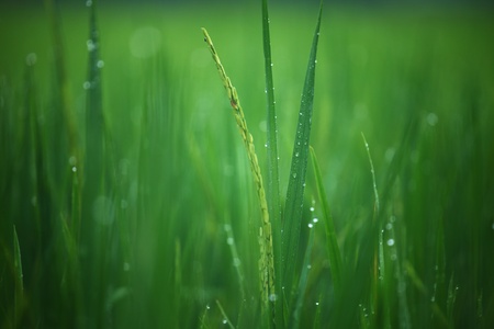 young rice in green fieldの写真素材