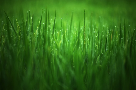 green rice leaveの写真素材