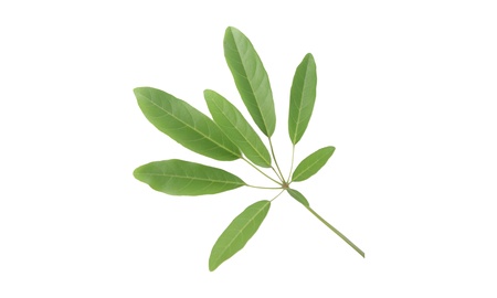 tabebuia Leaves