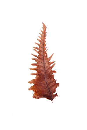 dry fern leavesの写真素材