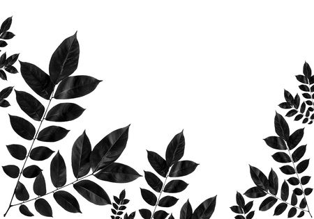 black and white leaf blackgroundの写真素材