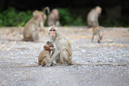 little monkey and mom