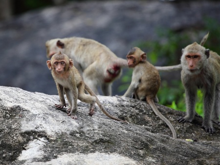 a littlle monkey eyes contactの写真素材