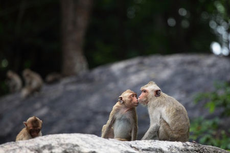 little monkey kissing momの写真素材
