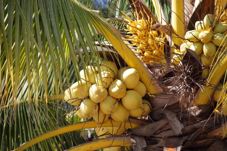 coconut treeの写真素材