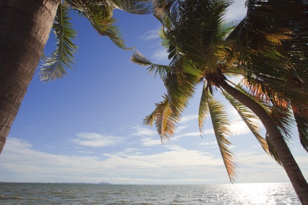 coconut tree beside seaの写真素材