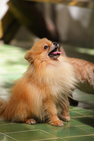 pomeranian dogの写真素材