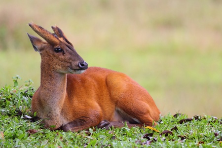 barking deer sitting on grass fieldの写真素材