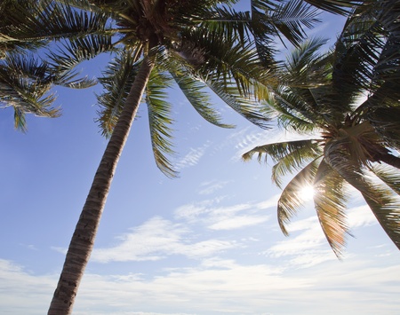 coconut tree and sunの写真素材
