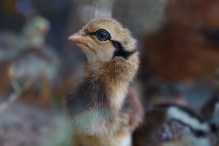 baby chick loss the wayの写真素材