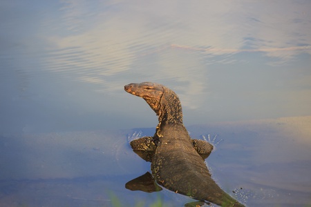 lizard on the waterの写真素材