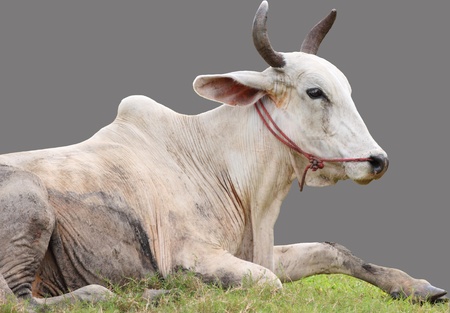 cow sit on field isolated on grayの写真素材