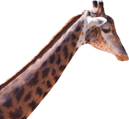 giraffe isolated on whiteの写真素材