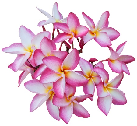 pink frangipani  isolated on whiteの写真素材