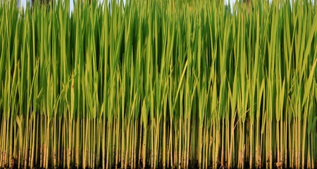 rice tree in plantの写真素材