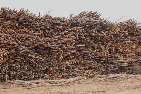 eucalyptus tree in forestry plantations
