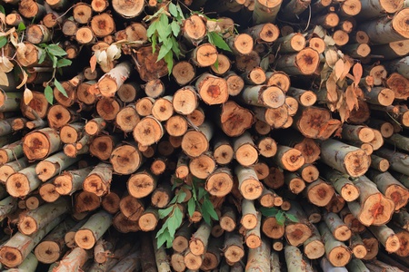 eucalyptus tree in forestry plantationsの写真素材