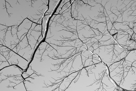 tree branches の写真素材