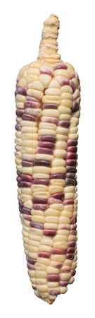 mixed color of cornの写真素材