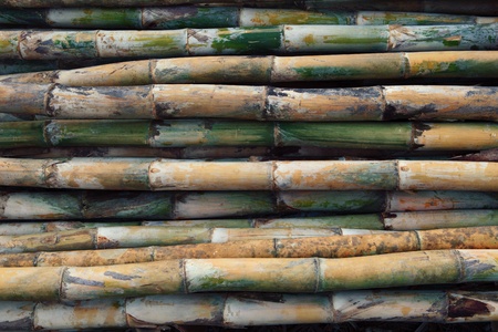 fresh bamboo for multipurposeの写真素材
