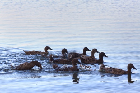 group of duck swimming in pondの写真素材