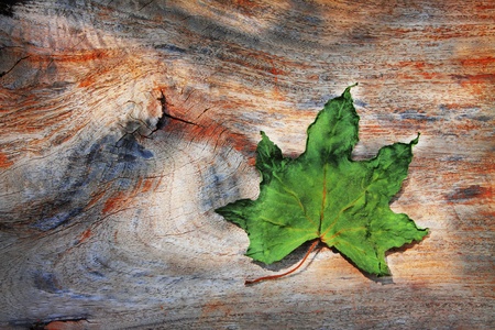 dry leaf on texture of natural wood surfaceの写真素材