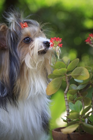 biver yorkshire terrier dog in home gardenの写真素材