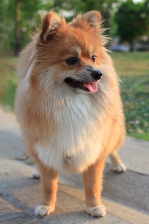 face of pomeranian dog standing in the parkの写真素材