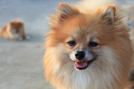 face of thinking pomeranian dogの写真素材