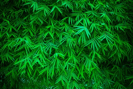 green bamboo leaves backgroundの写真素材