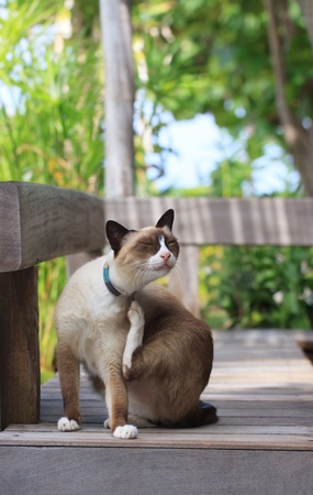 thai native cats の写真素材