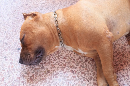 pitbull dog asleep on groundの写真素材