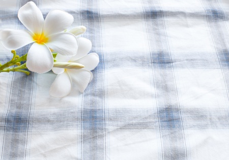 frangipani flower on clothes background and space for fill textの写真素材