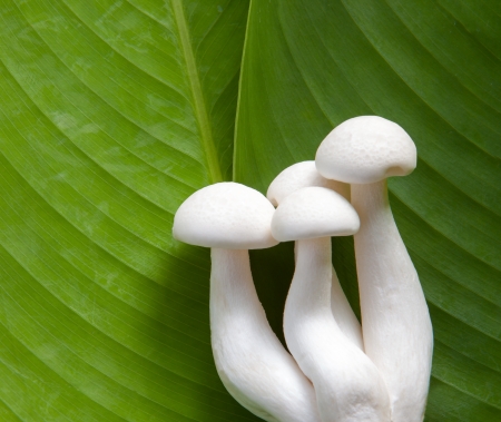 fresh white mushroom on green leaf backgroundの写真素材