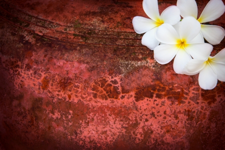white frangipani flowers on red grunge background vignete lightの写真素材