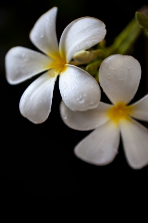 fresh dew on frangipani flowers leave with deep black background vertical formの写真素材