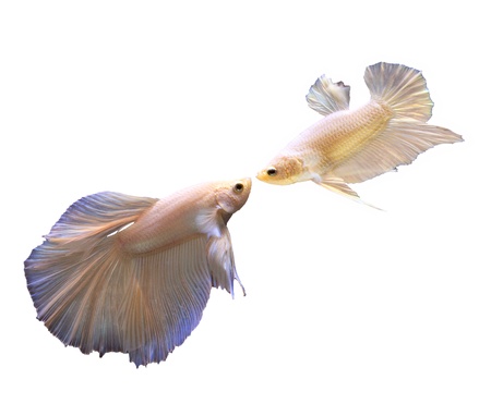 white thai fighting fish and fighting isolated whiteの写真素材