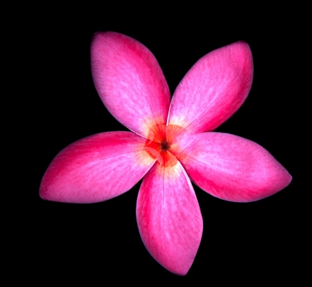 red fragipani flowers with fresh water on centerの写真素材