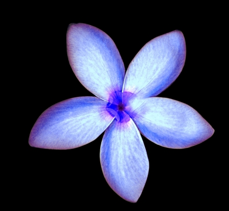 light purple frangipani flowersの写真素材