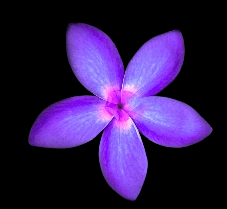 purple frangipani flower on blackの写真素材