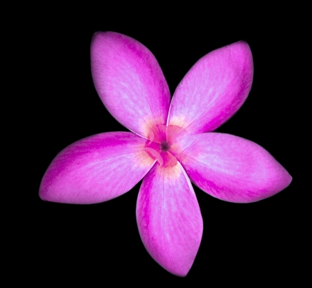 pink frangipani flowers on blackの写真素材