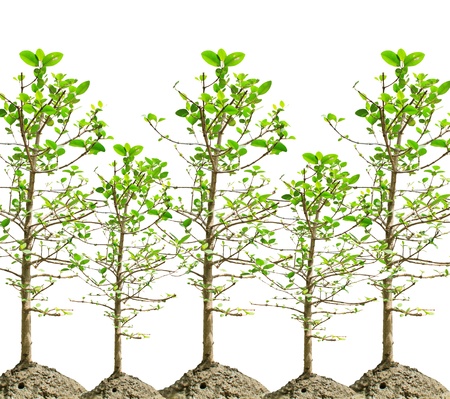 mangrove tree isolated white の写真素材