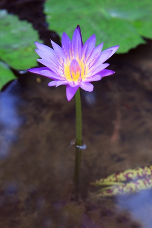 water purple lilly lotus on waterの写真素材