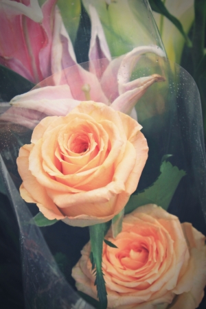 roseの写真素材