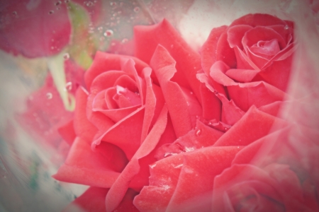red rose vintage styleの写真素材