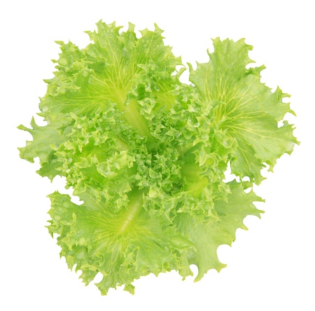 hydroponics vegetable clean foodの写真素材