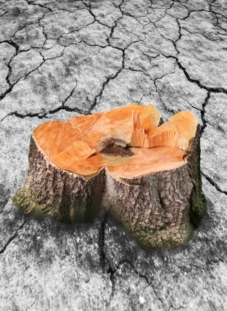 image of tree stump and broken dry soilの写真素材