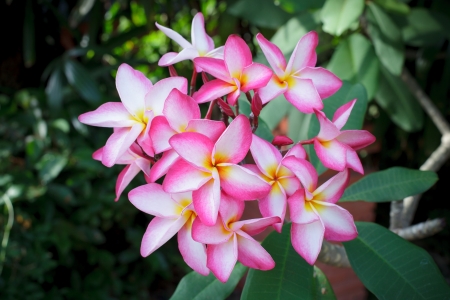 frangipani flowers and green leavesの写真素材
