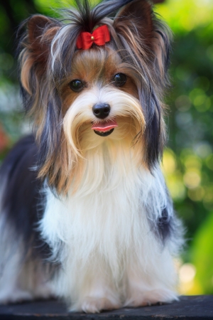 biver yorkshire terrier dog in home の写真素材